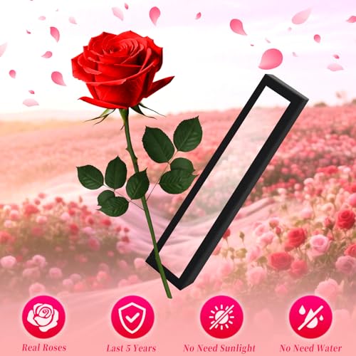 Single Forever Roses in a Box,Preserved Flowers for Delivery,Preserved Rose Gifts for Women, Real Roses Gift for Her, Mom Birthday Gifts, Mothers Day Flowers,Valentines Flowers,Presents for Her,Red - color: Red-window