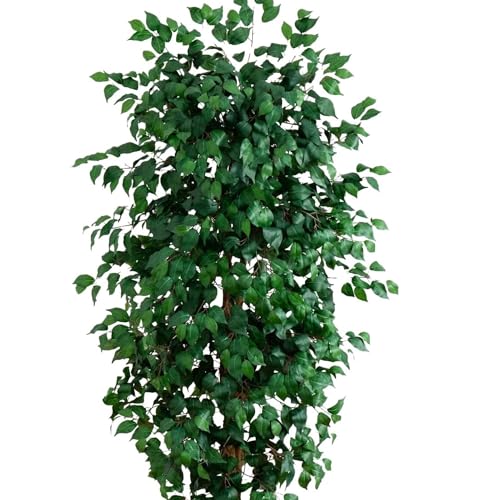 Nearly Natural 8ft Triple Trunk Artificial Ficus Tree with Natural Wood Trunks, Fake Tree for Indoor Home Décor, Faux Ficus Tree with Black Nursery Pot - size: 8ft, style: Tree in Pot
