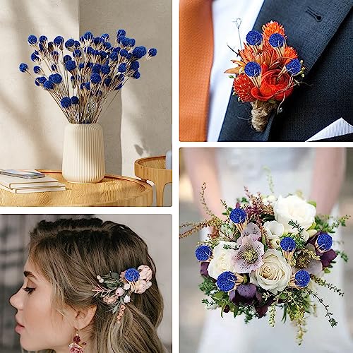 40 Pcs Natural Blue Dried Thistle Flowers Bouquet, Bulk Dried Craspedia Billy Balls Button Plant, 17'' DIY Floral Arrangements for Home Boho Kitchen Table Wedding Vase Decor