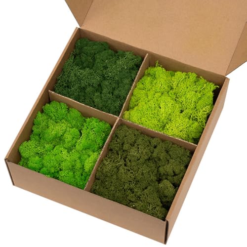 Preserved Reindeer Moss, Natural Decorative for Home Decor, DIY Crafts, Moss Wall Art, Terrariums, Floral Arrangements, Wedding & Holiday Decorations, Total 14oz (Olive Haven) - color: Olive Haven