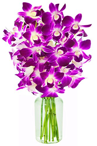 KaBloom - Bouquet of Purple Orchids from Thailand with Vase - Fresh Flowers for Birthday, Valentine's & Mother's Day - color: Purple, style: With Vase
