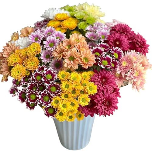 20 Stems Fresh Cut Random Mixed Color Daisy Flowers Long Blooming Period Hydroponic Flower Arrangement Suitable For Home Decoration Birthday, anniversary Healing Sympathy Friendship and Love