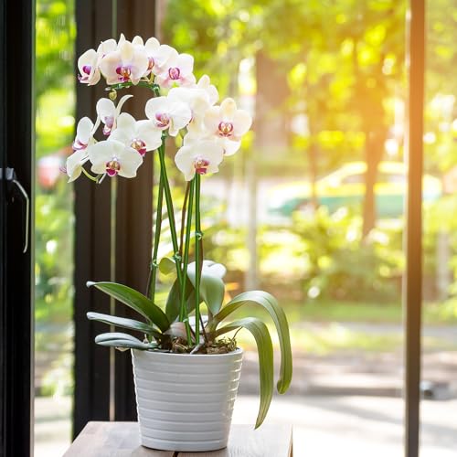 20Pcs Plant Stakes,Plant Sticks, Garden Bendable Single Stem Plant Support Stakes Tall for Indoor and Outdoor Plants,Potted Plants,Flowers,Orchid,Tomato-23.6 Inches Green - size: 23.6 Inches