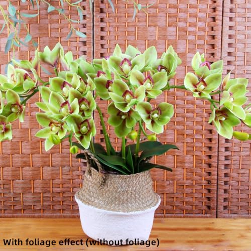 XZJMY 28.4" Artificial Phalaenopsis Flowers,Latex Phalaenopsis Branches,3D Faux Cymbidium Flowers 10 Large Petals Orchids for Home Décor (2, Green)