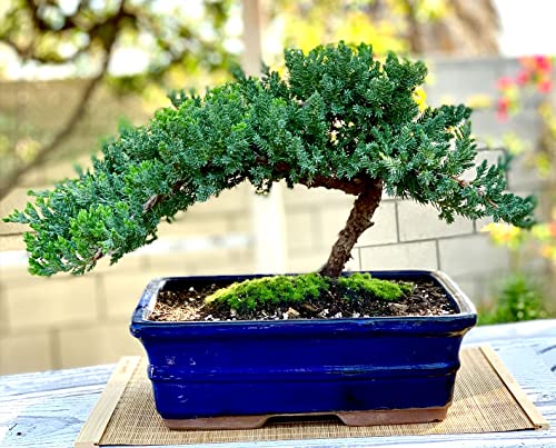 Live Dwarf Juniper Bonsai Tree 12+ Years Old with Bamboo mat| Juniper or Jade Bonsai Tree | Indoor/Outdoor | 100% Handcrafted| Home and Office Décor | Best Gift for Holiday (style3) - color: Juniper Xl