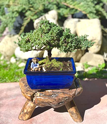 Live Dwarf Juniper Bonsai Tree 7 Year Old | Juniper or Jade Bonsai Tree | Indoor/Outdoor | 100% Handcrafted| Home and Office Décor | Best Gift for Holiday - color: Juniper Mf