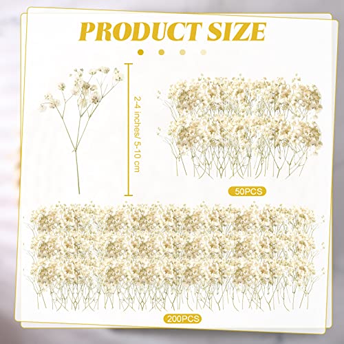 Fumete 200 Pcs Mini Dried Baby Breath Flowers 3000+ Wedding Ivory White Flowers Bulk 2-4 in Dried Artificial Gypsophila for Wedding Decor Boho Invitation Resin Candle DIY Art Crafts Making Bouquet