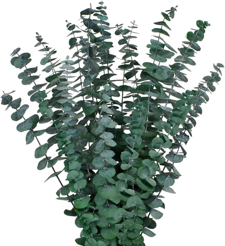 12PCS Dried Eucalyptus Bundle 17'' Real Eucalyptus Stems 100% Natural Fresh Leaves Hanging Plants Greenery Stems for Shower Home Decor Flower Arrangement Wedding