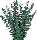 12PCS Dried Eucalyptus Bundle 17'' Real Eucalyptus Stems 100% Natural Fresh Leaves Hanging Plants Greenery Stems for Shower Home Decor Flower Arrangement Wedding