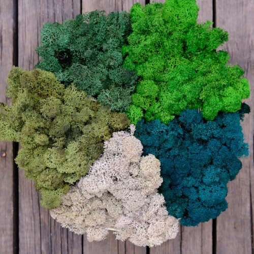 Preserved Reindeer Moss Natural Green DIY Kit Gardenning Art Wall Decor Florist Decor Easter Table Decor Wedding - color: Style-31, size: 1 lb