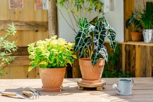 Melphoe Plant Pots Indoor with Drainage & Saucer, 2Pack 7 inch Flower Pots Outdoor Planters for Indoor Plants Garden Home Decor Cactus Succulent, Rigid Plastic (Imitation-Terracotta) Vine-Embossed - color: Terracotta Color, size: 7''