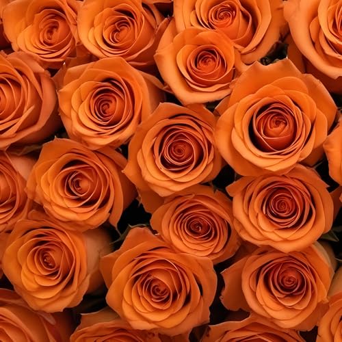 100 Orange Roses | Bulk Roses by Arabella Bouquets | Real Fresh Flowers for Delivery, Gift for Birthday Women, Congratulations, Anniversary, Thank You, Mothers Day - color: Orange, size: 100 Stems