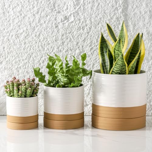 HASENSE Ceramic Plant Pots with Saucers Set of 3, 8+6+4.6 Inch Planters for Indoor Plants with Drainage Holes,Two-Tone Design White Flower Pots for Snake Plants & Cactus,Home & Office Decor - color: White