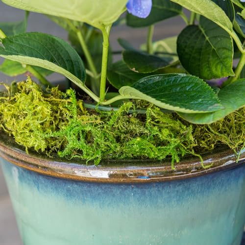 SuperMoss Forest Moss Preserved Lasting Decorative Long Fibers for Potted Plants and Crafts, Fresh Green - color: Fresh Green, size: 120 cu in
