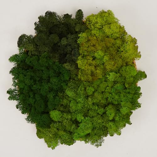 Preserved Reindeer Moss Natural Green DIY Kit Gardenning Art Wall Decor Florist Decor Easter Table Decor Wedding - color: Color Mix-Green-(01+02+03+04+12), size: 1 lb