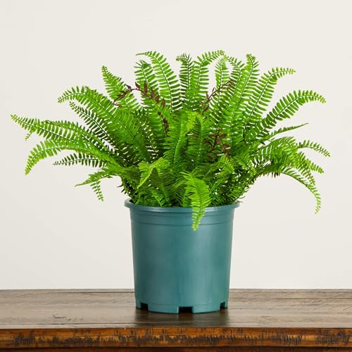 Nearly Natural 23in. UV Resistant Artificial Boston Fern Plant with Real Touch Leaves (Indoor/Outdoor)