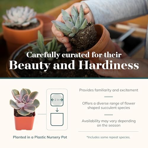 Shop Succulents Echeveria & Rosette Live Succulent Variety Pack – Fully Rooted 2" Potted Plants for Gifts, Favors, DIY Projects, Terrariums, Home Décor, and Garden Arrangements, 6 Pack - color: Pack of 6