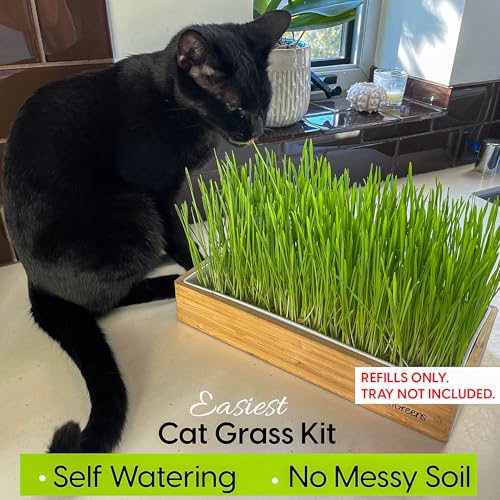 Cat Grass Refills for Self Watering Cat Grass Kit - 4 Mats and 4 Cat Grass Seed Packets (Refill Kit) - color: Cat Grass Refill Kit