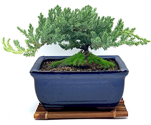 Live Dwarf Juniper Bonsai Tree 7 Year Old with Hand-Made Bamboo Stand | Juniper or Jade Bonsai Tree | Indoor/Outdoor | 100% Handcrafted| Home and Office Décor | Best Gift for Holiday - color: Juniper Mb