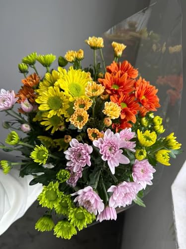 20 Stems Fresh Cut Random Mixed Color Daisy Flowers Long Blooming Period Hydroponic Flower Arrangement Suitable For Home Decoration Birthday, anniversary Healing Sympathy Friendship and Love