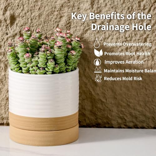 HASENSE Ceramic Plant Pots with Saucers Set of 4, 4.6 Inch Planters for Indoor Plants with Drainage Holes,Two-Tone White Flower Pots for Succulents, Snake Plants & Cactus, Farmhouse Desktop Decor - color: White