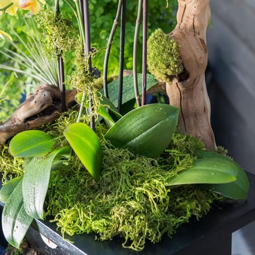SuperMoss Forest Moss Preserved Lasting Decorative Long Fibers for Potted Plants and Crafts, Fresh Green - color: Fresh Green, size: 120 cu in