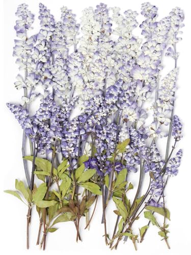 48 Pcs Natural Dried Pressed Garden Sage Flowers for Cake Decorating, Real Dry Flower for Resin Jewelry Making, DIY Bookmarks Art Crafts(Garden Sage) - color: Garden Sage