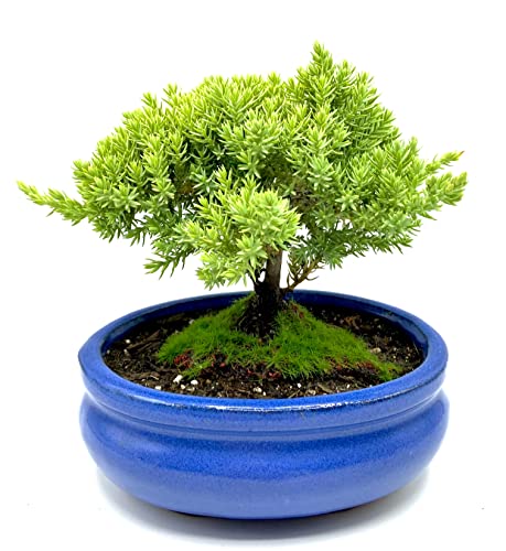 Live Dwarf Juniper Bonsai Tree Small | Indoor/Outdoor | 100% Handcrafted| Home and Office Décor | Best Gift for Holiday - color: Juniper S