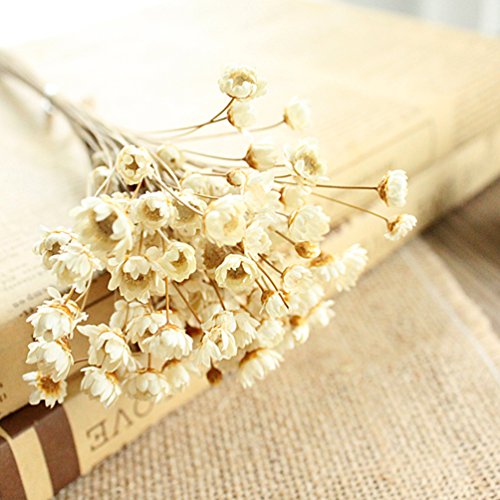 100 Stems Natural Dry Flowers Brazilian Small Star Daisy Decorative Dried Flowers Mini Daisy Chamomile Bouquet for Wedding Floral Arrangements Home Decorations (White) - color: White