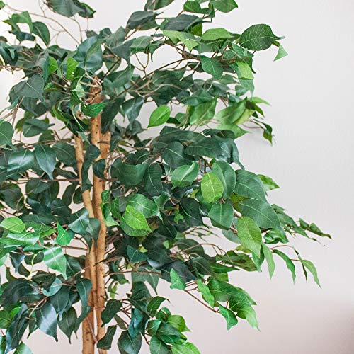 Nearly Natural 5ft Artificial Ficus Tree, Triple Trunk Faux Greenery with Natural Wood Trunks for Indoor Home Decor, with Black Nursery Pot - size: 5ft, style: Tree in Pot