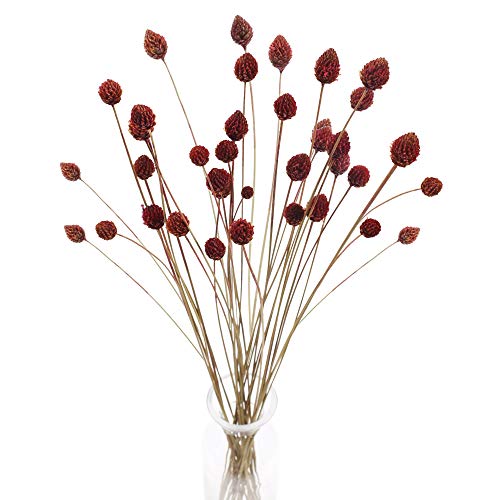 30 Pcs Dried Flowers Bouquet Bulk Mini Billy Ball Flowers Pine Cone Flowers Natural Dried Flowers for Vase Handmade Fake Flowers for Home Indoor Kitchen Office DIY Wedding Table Decor (16.9") - color: 30pcs