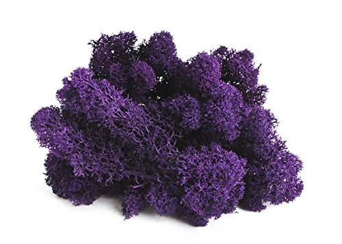SuperMoss (21798) Reindeer Moss – Soft Preserved Moss for Home Decor, Crafts, Terrariums, Floral Design, and Wedding Decorations, 2,588 cu in, Purple - color: Purple, size: Appx. 10 lb Bulk Case