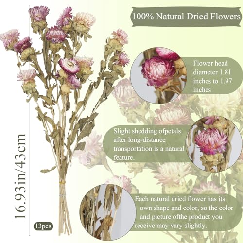 13 Pcs Dried Daisy Flower Bouquet Natural Dried Gerber Daisies Flowers Bundles Real Dried Flowers Mums Chrysanthemum Floral Arrangements for Wedding Party Table Centerpiece Decor Farmhouse - color: Pink