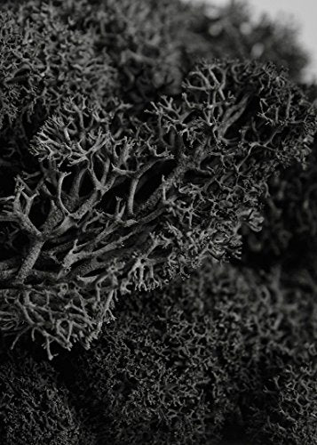 SuperMoss (21790) Reindeer Moss – Soft Preserved Moss for Home Decor, Crafts, Terrariums, Floral Design, and Wedding Decorations, 2,588 cu in, Black - color: Black, size: Appx. 10 lb Bulk Case