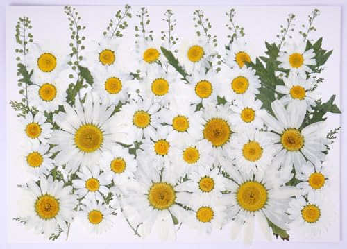 48 Pcs Natural Dried Pressed Daisy Flowers for Cake Decorating, Birthday Party Favors, Real Dry Daisies for Cupcakes, Resin Jewelry Making, DIY Art Crafts(Daisy) - color: Daisy