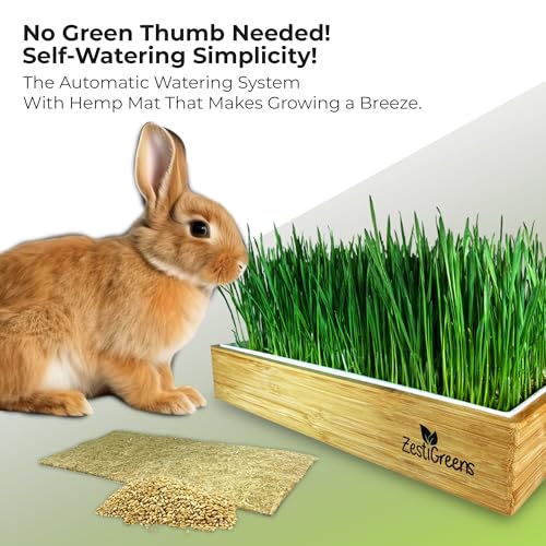 Rabbit Grass Growing Kit – Easy, Self-Watering System for Fresh, Healthy Indoor Greens - color: Rabbit Grass Kit