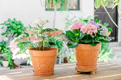 Melphoe Plant Pots Indoor with Drainage & Saucer, 2Pack 10 inch Flower Pots Outdoor Planters for Indoor Plants Garden Home Decor Cactus Succulent, Rigid Plastic (Imitation-Terracotta) Vine-Embossed - color: Terracotta Color, size: 10''