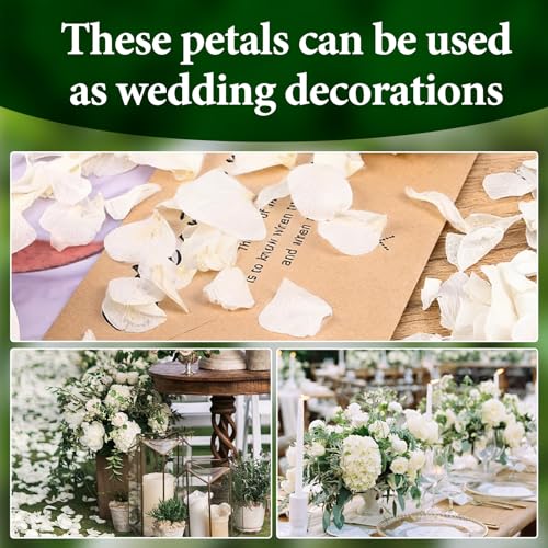 1500Pcs Real Dried Ivory White Hydrangea Petals for Wedding Petal Showers Romantic Evenings Proposal Decorations DIY Crafts Party Favors (1.06 oz)