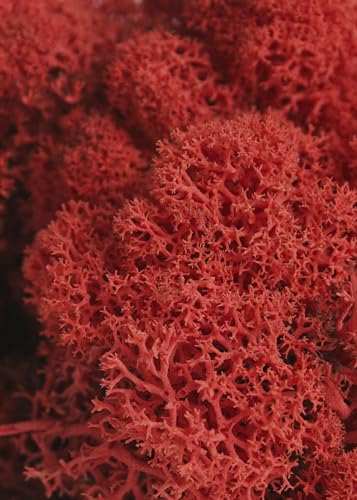 SuperMoss 7 59834 21785 5 Reindeer Moss Preserved, Appx. 3 lb Bulk Case, Red - color: Red, size: Appx. 3 lb Bulk Case