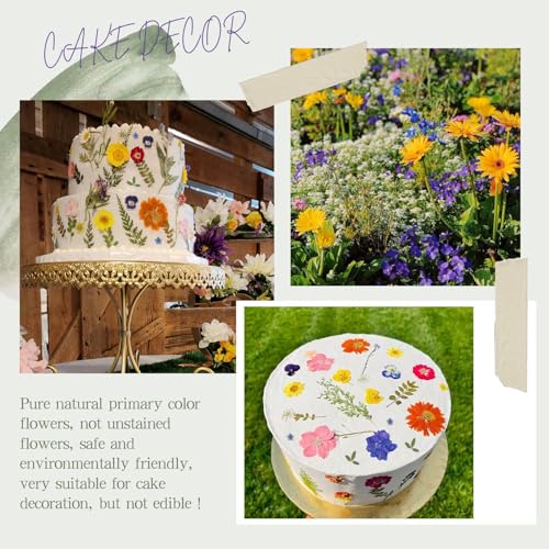 48 Pcs Mix Natural Dried Pressed Flowers for Crafts & Cake Decorating, Real Dry Flower for Cocktails, Resin Jewelry Making, DIY Art Crafts (Muticolor) - color: Muticolor