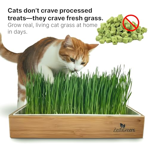 Self-Watering Cat Grass Kit – Grow Fresh, Living Cat Grass at Home in 5–7 Days | No Soil, No Mess | Organic Wheatgrass Seeds | Large Reusable Indoor Tray - color: Self Watering Cat Grass Kit