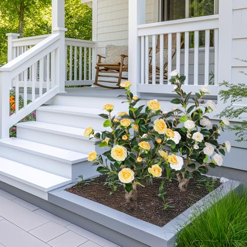 Yepdin 2 pcs Pack Artificial Camellia Tree with White Planter - 39 inch Tall Fake Tree,3.2 Ft Artificial Plants Indoor & Outdoor Housewarming Gift - color: 2pcs White Camellia Tree, size: 3ft 3in