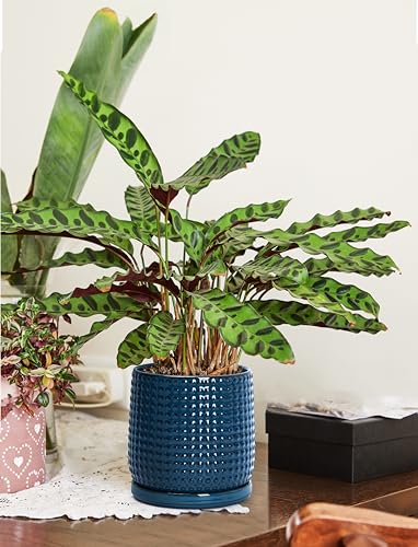 D'vine Dev 6 Inch Ceramic Beaded Stoneware Planter Pot - Flower Pot with Drainage Holes and Saucers for Indoor Succulent Plants or Flowers, Midnight Blue, 27-C-X-3 - color: Midnight Blue, size: 5.8 Inch