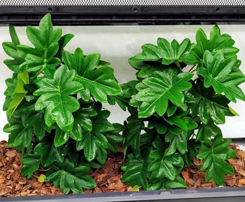 Reptile Plants for Terrarium, Amphibian Habitat Decor Artificial Hanging Plants with Suction Cup, Artificial Plants for Gecko Chameleon Snake Tortoise Tank Accessories. 2-Pack(Philodendron selloum) - color: Philodendron Selloum