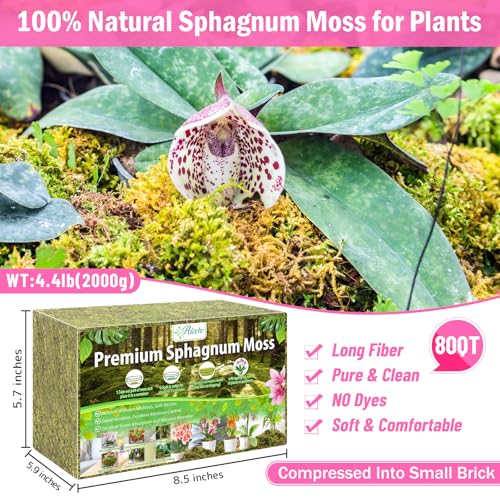 Riare 4.4LBS Premium Sphagnum Moss for Plants- 80QT Natural Dried Plant Moss for Potted Plants, Orchid Moss for Repotting, Soft Green Decorative Moss for Succulents, Reptiles & DIY Crafts - color: 80 QT(Appx.4.4lbs)