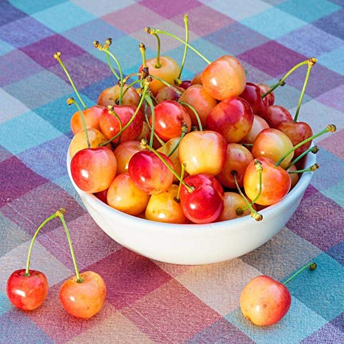 Brighter Blooms Rainier Cherry Tree, 2-3 ft. | No Shipping to AK, AZ, CA, CO, HI, ID, OR, WA - size: 2-3 ft.