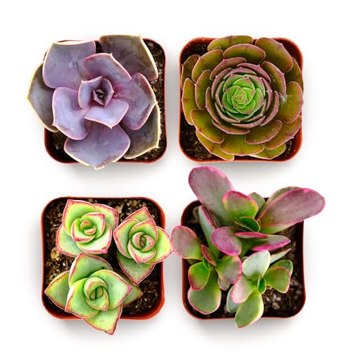 Shop Succulents Colorful Succulent Plant Pack 2" Grow Pot Pack of 4 - size: Pack of 4