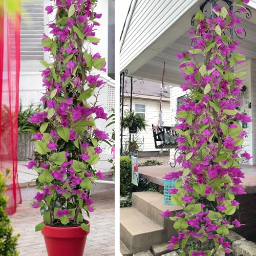 CITYES Artificial Bougainvillea Flowers Garland Purple Silk Bougainvillea Vines UV Resistant Realistic Faux Hanging Flowers Plants for Outdoor Outside Summer Decoration Porch Patio Balcony Yard Wall - color: Purple
