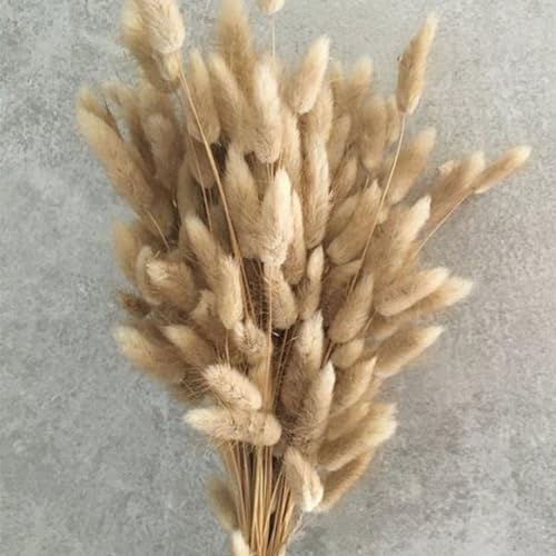 Bunny Tails Dried Flowers 100pcs Dried Pampass Grass Decor Bunny Tail Floral Stems 17 Inch Dried Flowers for Boho Decor Home Wedding Decoration Plants (Natural) - color: Natural