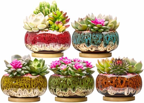 Cute Ceramic Succulent Garden Pots, Planter with Drainage and Attached Saucer, Set of 5 -Plants Not Included (Round+White Border) - color: Round+white Border